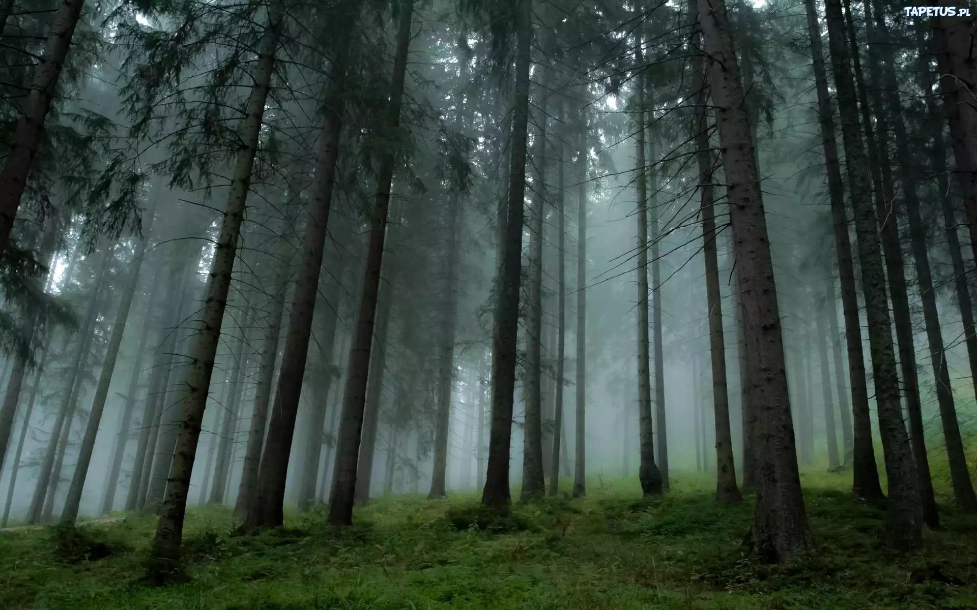 Spin'in Ritmi: Blackjack'de Strateji ve Anılar